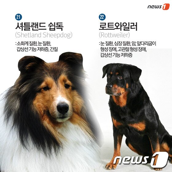 본문 이미지 - ⓒ News1
