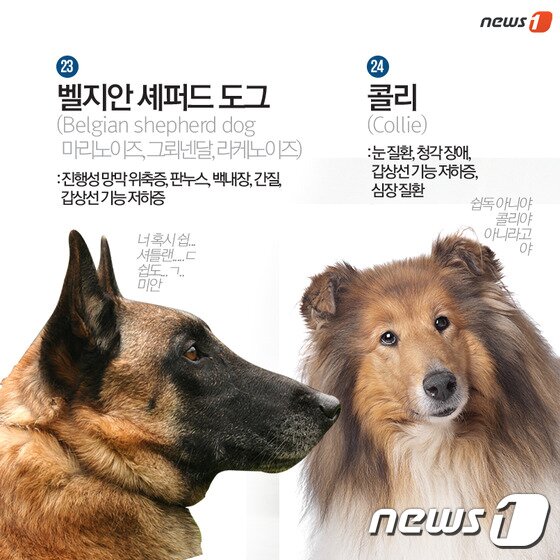 본문 이미지 - ⓒ News1