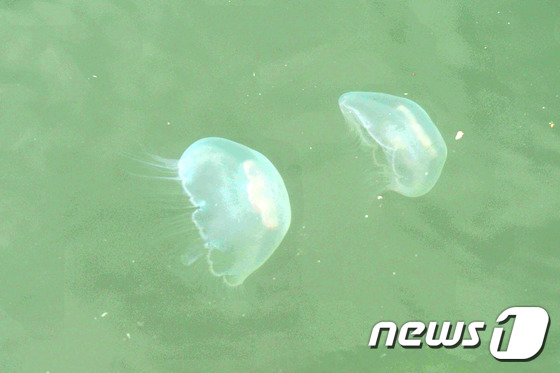 (포항=뉴스1) 최창호 기자 = 경북 포항시의 관광 일번지인 포항운하에서 23일오후 바다에서 서식하는 보름달물해파리 수백여마리가 발견돼 눈길을 끌고 있다. 시민들은 \"바다에서만 …