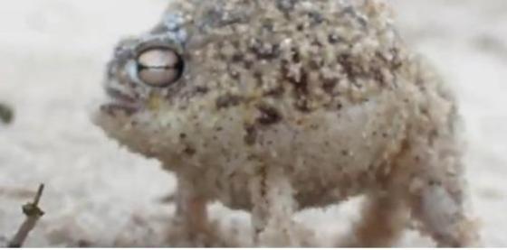 본문 이미지 - 새처럼 '삐익' 소리를 내며 우는 사막비개구리의 울음소리를 담은 영상이 유튜브에서 눈길을 끌고 있다.(사진 해당 영상 캡처)ⓒ News1