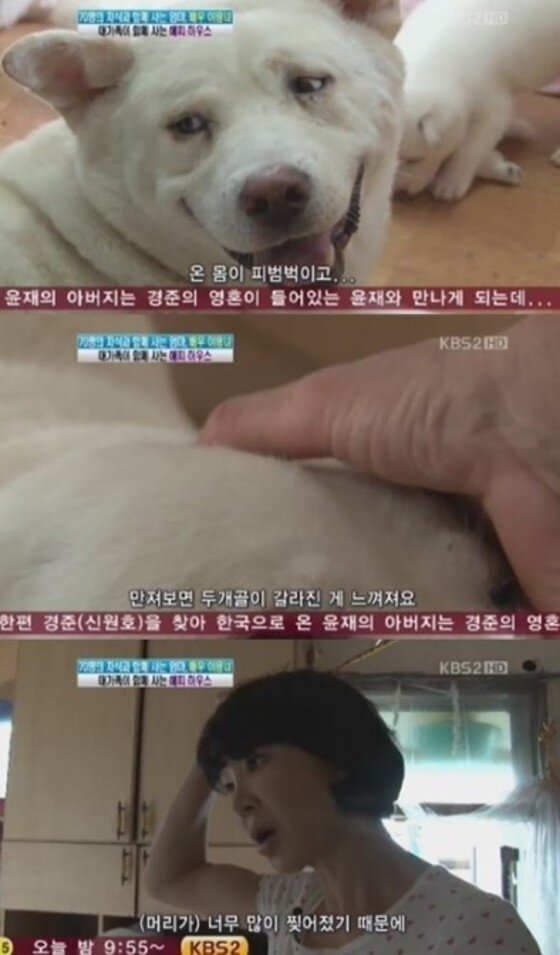 본문 이미지 - 이용녀의 애견 사랑이 눈길을 끈다. ⓒ News1스포츠/ KBS2 '여유만만' 캡처