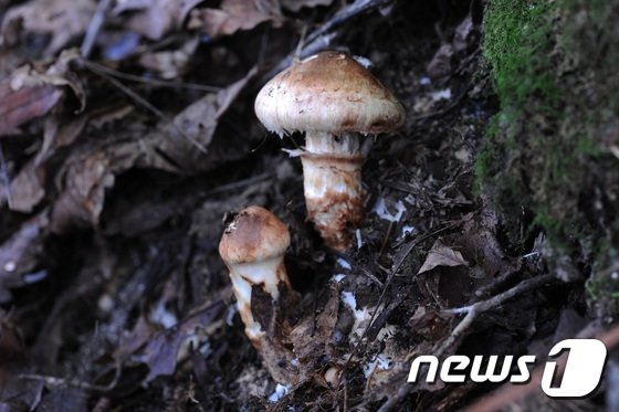 본문 이미지 - ⓒ News1