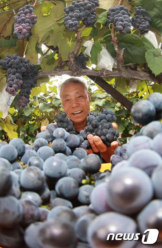 (함양=뉴스1) 조희연 기자 = 말복을 하루 앞둔 11일 경남 함양군 휴천면 백연리 염영근(76)씨가 지리산 자락 햇살을 받으며 탐스럽게 영근 노지 포도를 첫 수확하고 있다. (김 …