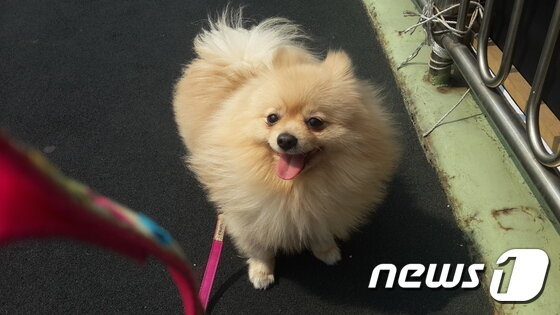 본문 이미지 - ⓒ News1