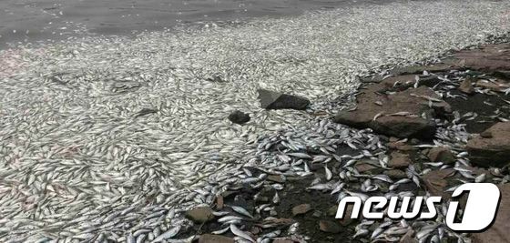 본문 이미지 - 톈진항 폭발사고 현장 인근에서 물고기가 떼죽음 당한채 발견됐다. (사진 출처= 웨이보)ⓒ 뉴스1