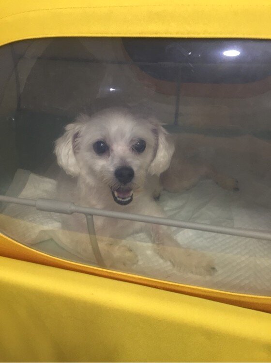 본문 이미지 - 강남 아크리스 동물의료센터측은 지난 4일 경기도 용인시에서 생매장 됐다 극적으로 구조된 말티즈가 원래의 주인의 품으로 돌아갔다고 19일 밝혔다.(사진 용인시 동물구조단체 '용인시유기동물사랑방' 제공)ⓒ News1  