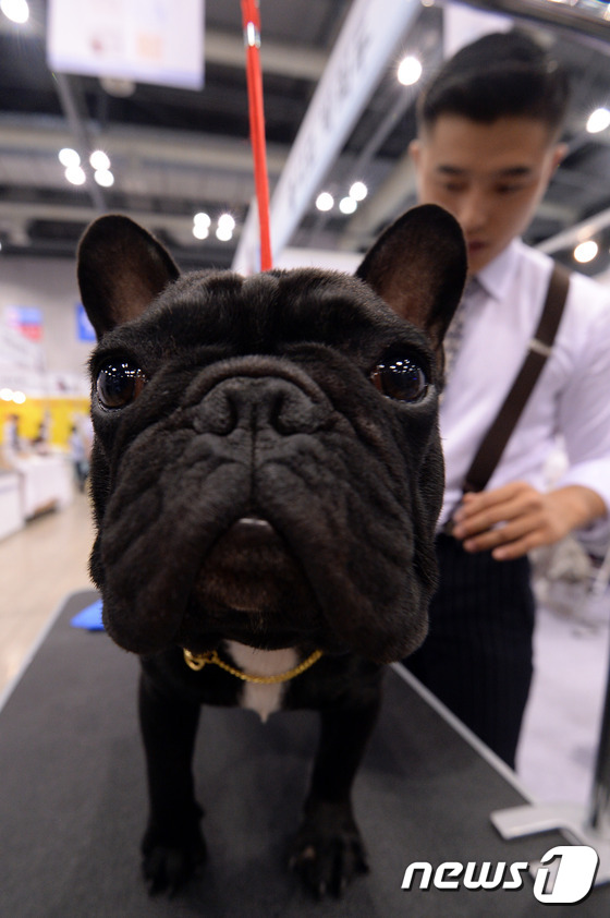 (서울=뉴스1) 신웅수 기자 = 30일 오후 경기 고양시 일산서구 킨텍스에서 '2015 서울 FCI 국제 도그쇼'가 열리고 있다.반려동물과 함께 즐길 수 있는 축제인 이번 도그쇼에 …