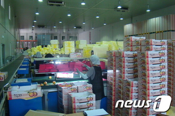 본문 이미지 - 충북 옥천군 옥천읍 금구리에 3491㎡ 면적으로 2011년 완공된 농산물산지유통센터에서 선별된 복숭아가 적재돼 있다. (옥천군 제공)ⓒ News1
