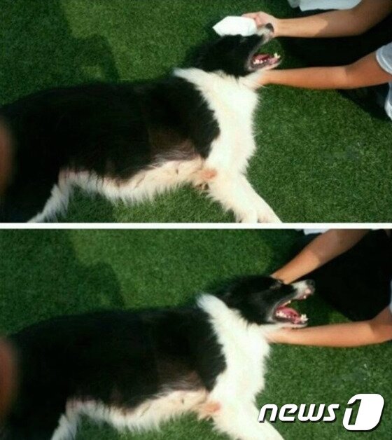 본문 이미지 - 반려동물 보호단체 ‘애니멀 아리랑(Animal Arirang, 대표 김호중)'은 13일 공식 페이스북에 지난 5일 대구에서 대학생에게 무차별하게 폭행당했던 보더콜리가 주인을 찾았다고 밝혔다.(사진 애니멀 아리랑 페이스북 캡처)ⓒ News1