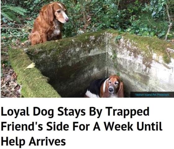 본문 이미지 - 미국 동물 전문 매체 도도(The dodo)는 18일(현지시간) 물이 비어있는 물탱크에 빠져 나오지 못하는 친구 곁을 일주일동안 지킨 견공의 사연을 전했다.(사진 도도 해당 기사 캡처)ⓒ News1