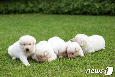 본문 이미지 - 박근혜 대통령은 청와대 관저에서 태어난 진돗개 강아지 5마리의 이름을 각각 평화·통일·금강·한라·백두로 지었다고 페이스북을 통해 20일 전했다. (박근혜 대통령 페이스북)ⓒ News1