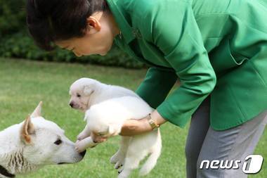 본문 이미지 - 박근혜 대통령은 청와대 관저에서 태어난 진돗개 강아지 5마리의 이름을 각각 평화·통일·금강·한라·백두로 지었다고 페이스북을 통해 20일 전했다. (박근혜 대통령 페이스북)ⓒ News1
