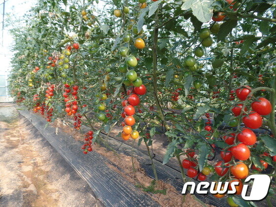 본문 이미지 - 충북 충주시가 개발한 ‘아취형 기능성 PC(Polycarbonate) 시설하우스’에서 시험재배 중인  방울토마토.ⓒ News1