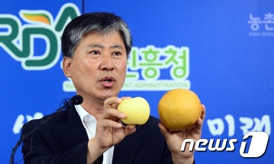 본문 이미지 - 고관달 국립원예특작과학원장이 지난 23일 껍질째 먹는 중간크기 배(좌)와 일반 신고배(우) 크기를 비교하고 있다. ⓒ News1 장수영