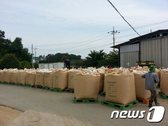 본문 이미지 - 농촌진흥청과 국립종자원에서도 그의 성실함과 노하우를 믿고 밀 종자 육성 농장으로 지정했다. 대한민국의 밀 종자 50%는 김 대표의 농장을 통해 보급된다. ⓒ News1