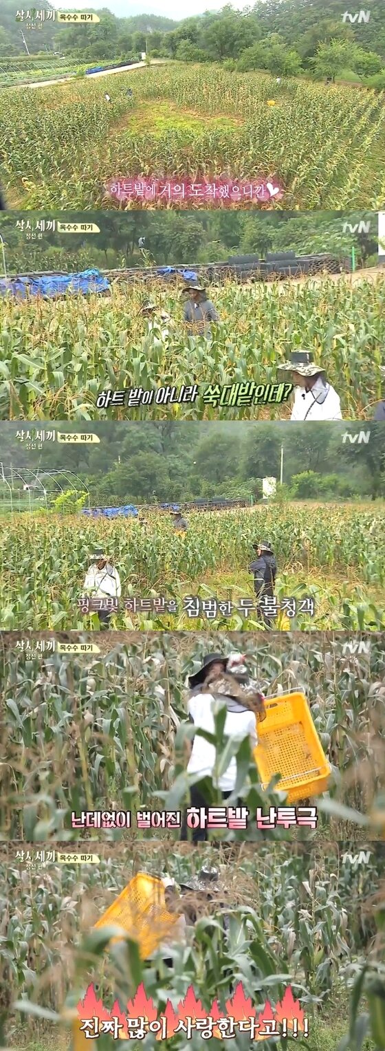 본문 이미지 - '삼시세끼' 이서진이 김광규에게 대결을 신청했다.   ⓒ News1스타/ tvN ‘삼시세끼’ 캡처