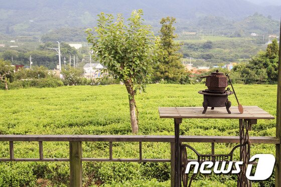 본문 이미지 - 하동 악양 초록빛 가득한 매암차문화박물관 야외다원ⓒ News1