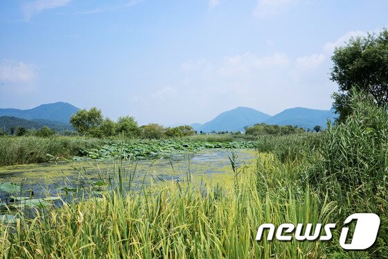 남양주 조안 물의정원 습지ⓒ News1