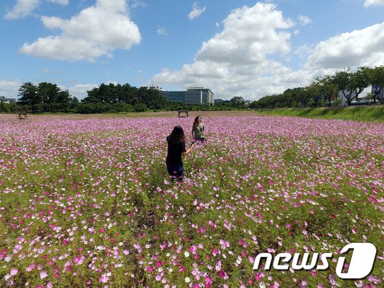 본문 이미지 - 제주도가 행복주택 건립사업을 추진 중인 제주시 도남동 시민복지타운 전경. ⓒ News1