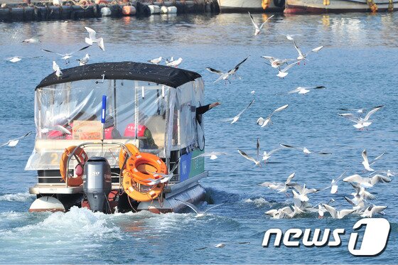 본문 이미지 - 경북 포항운하 크루즈 여행에 나선 관광객들이 동빈내항에서 갈매기에게 과자를 던져주고 있다./뉴스1 자료 ⓒ News1 최창호 기자
