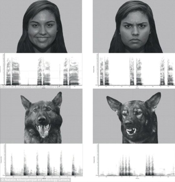 본문 이미지 - 영국 텔래그래프 등 외신들은 13일(현지시간) 개들이 주인의 표정과 목소리와 같은 정보들을 결합해 주인들의 감정을 인지한다는 연구 결과가 발표됐다고 보도했다.(사진 데일리메일 관련 기사 캡처)ⓒ News1