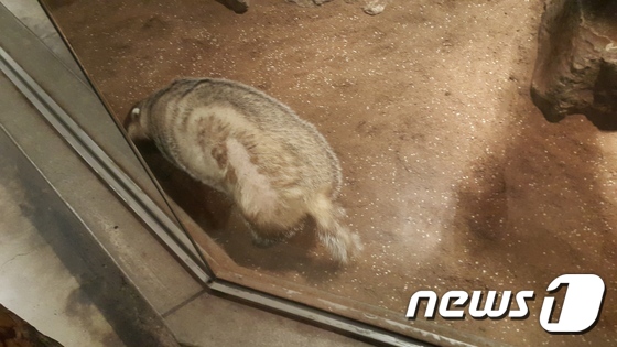 경기도 고양에 위치한 한 체험동물원에 전시된 오소리의 몸 반쪽에 털이 거의 빠져 있다. © News1