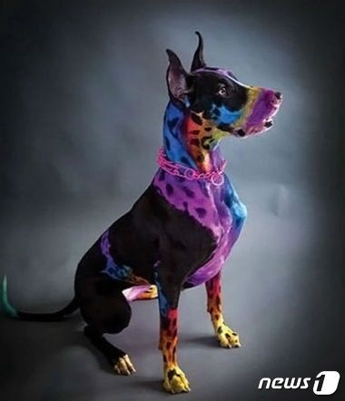 본문 이미지 - 7시간 동안 온몸에 염색을 받은 반려견. (사진 '도도' 관련기사 캡처) ⓒ News1