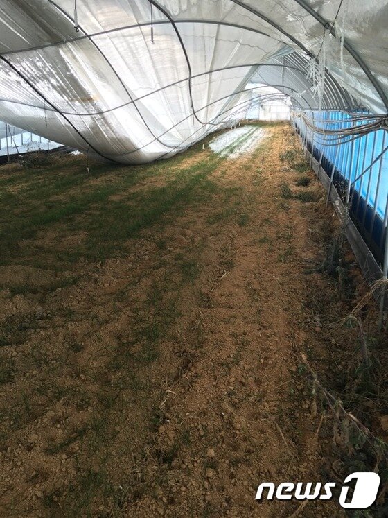 본문 이미지 - 23~24일까지 기록적 폭설이 내린 전북 고창군에 눈 피해가 잇따라 발생하고 있다. 이날 오후 4시 현재 35cm가 내린 고창지역에서는 공음면 비닐하우스 1동&#40;225㎡&#41;이 폭설로 주저앉았다. ⓒ News1 박제철 기자