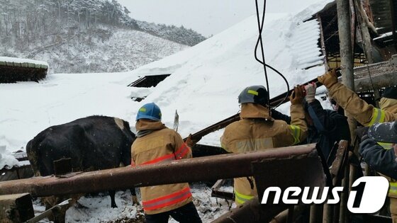 본문 이미지 - 폭설로 인해 전남 화순군 화순읍의 한 축사 지붕이 눈의 무게를 이기지 못하고 무너져 있다.(화순소방서 제공) 2016.1.25/뉴스1 ⓒ News1 전원 기자