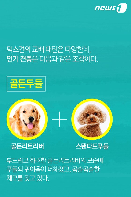 본문 이미지 - ⓒ News1
