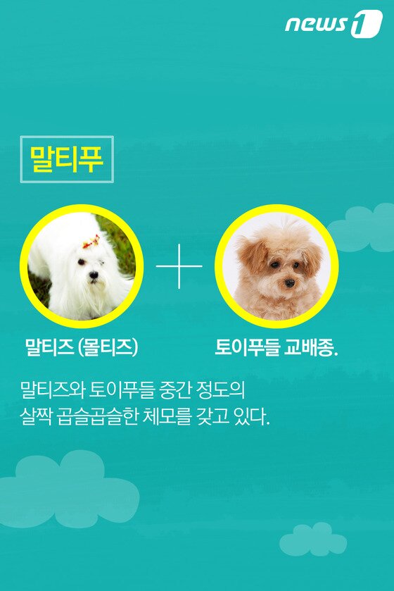 본문 이미지 - ⓒ News1