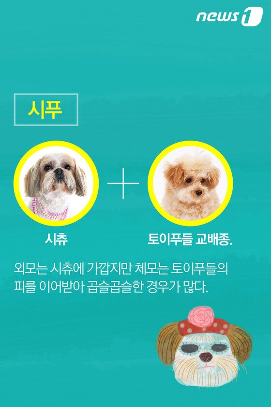 본문 이미지 - ⓒ News1