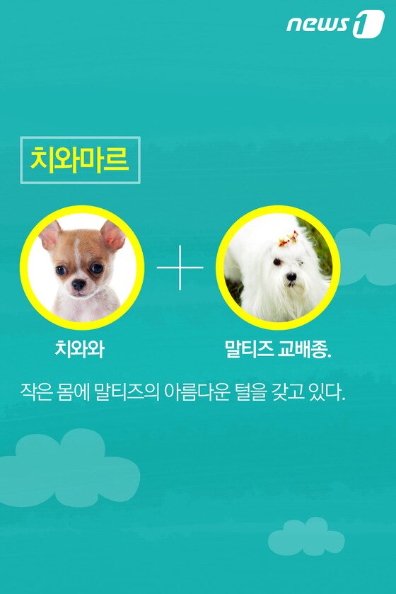 본문 이미지 - ⓒ News1
