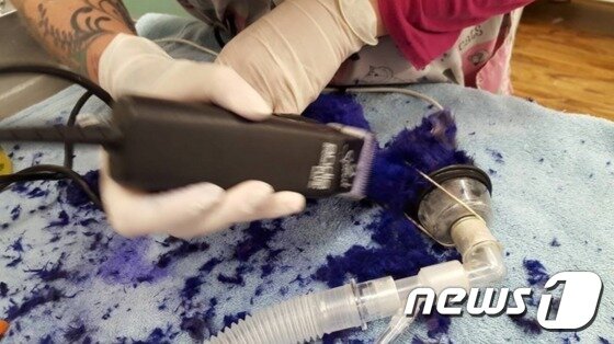 본문 이미지 - 원래 회색이거나 검은색인 새끼 고양이의 보랏빛 털은 인위적인 염색의 결과였다. (출처=Nine Lives Foundation 페이스북) ⓒ News1