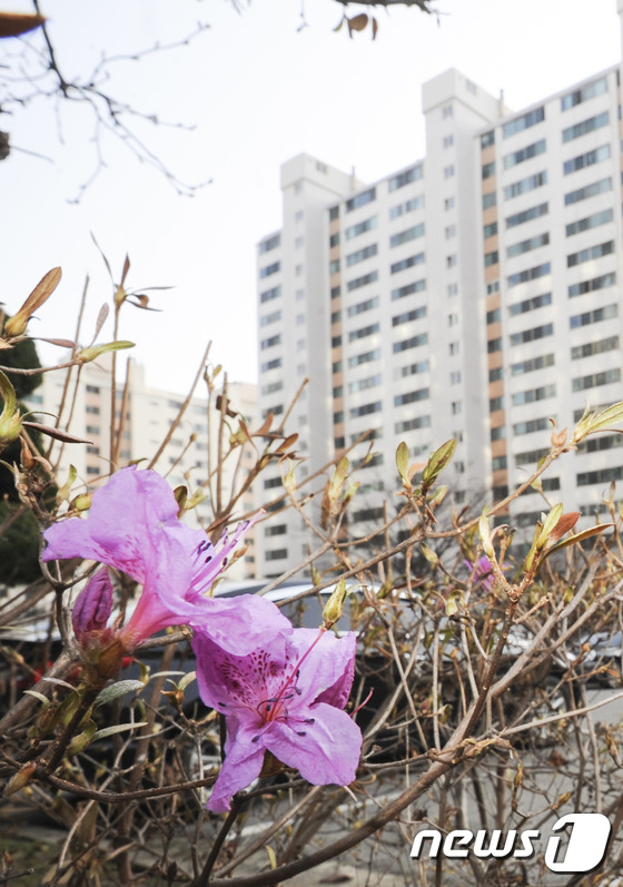 (광주=뉴스1) 황희규 기자 = 광주 낮 최고기온이 11도를 웃도는 등 따뜻한 날씨를 보인 4일 오후 광주 북구 문흥동 한 아파트 화단에 진달래꽃이 활짝 피어 있다. 2016.1. …