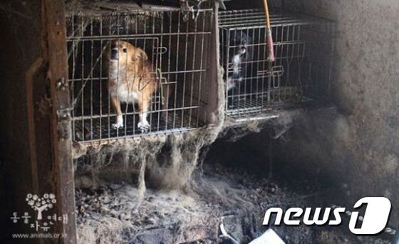 본문 이미지 - 동물자유연대가 지난 11월 경기 남양주시에 위치한 불법번식장에서 반려견 77마리를 구조했다. 사진은 당시 번식장의 모습. (사진 동물자유연대 제공)ⓒ News1