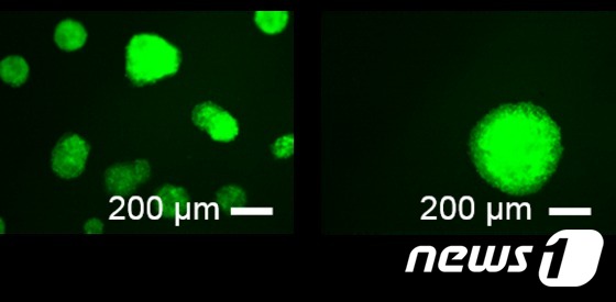 플라스틱 2차원 배양기판(왼쪽)에서 형성된 유도만능줄기세포의 세포군체와 수직형 실리콘 나노기둥 구조에서 형성된 유도만능줄기세포의 세포군체의 모습의 형광촬영사진. 형광 녹색의 구체들이 유도만능줄기세포 군체이며, 페트리디쉬 대비 수직형 실리콘 나노기둥 구조에서 더 크고 완벽한 구체인 세포군체가 형성됨을 확인 할 수 있다. (GIST 제공) 2016.10.10© News1