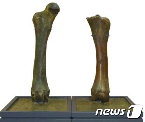 본문 이미지 - 매머드 넓적다리 뼈 표본 (문화재청 제공)