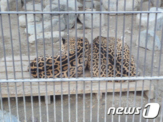 본문 이미지 - 관람객들을 등져 누운 재규어 한 쌍. 등을 관람객 쪽으로 하는 자세 또한 시선을 의식한 결과다. (사진 최혁준) ⓒ News1