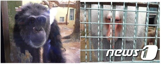 본문 이미지 - 곁눈질을 하며 직접 눈을 마주치지 않는 침팬지와 망토개코원숭이의 모습. 시선에 예민한 대표적인 부류의 동물들이다. (사진 최혁준) ⓒ News1