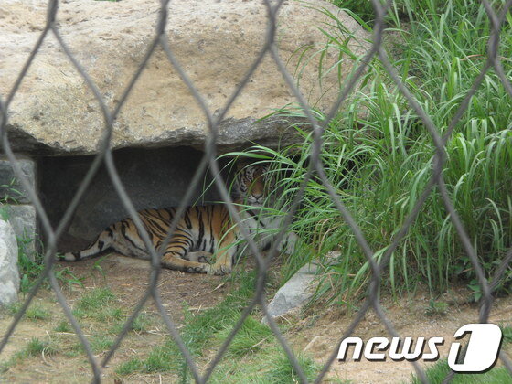 본문 이미지 - 방사장에 마련된 은신처에서 휴식을 취하는 시베리아호랑이. (사진 최혁준) ⓒ News1