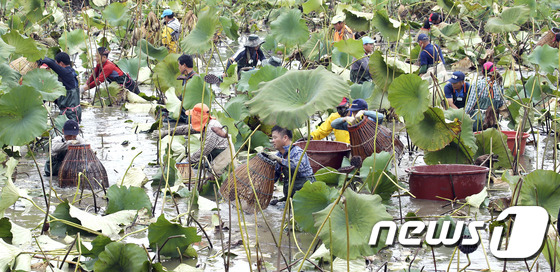 (강진=뉴스1) 신채린 기자 = 지난 1일 전남 강진군 작천면 용동저수지에서 마을주민들과 관광객들이 가래로 붕어와 가물치를 잡고 있다.(강진군 제공)2016.10.2/뉴스1