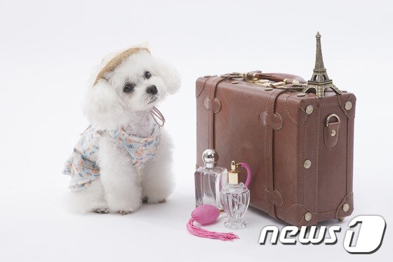 본문 이미지 - ⓒ News1