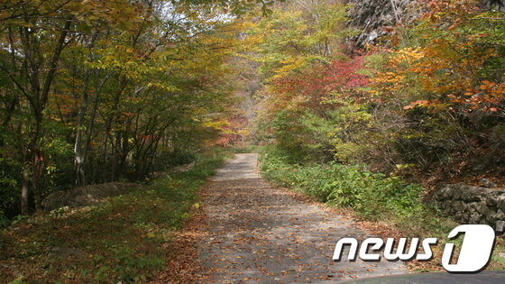 본문 이미지 - 전북 진안군 정천면 운장산자연휴양림이 가을로 물들기 시작했다. 이곳의 단풍은 11월10일까지가 절정이다.(운장산휴양림제공)2016.10.24/뉴스1 ⓒ News1 김동규 기자