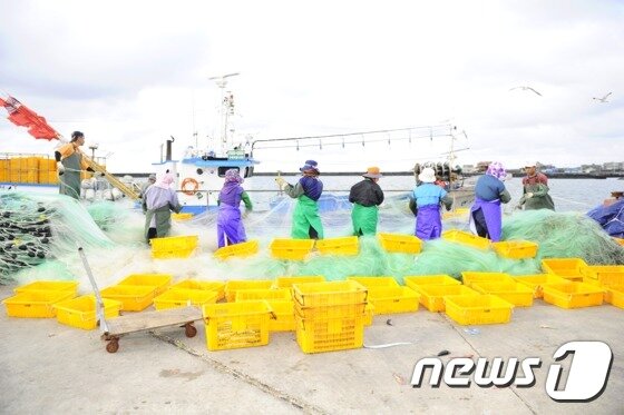 본문 이미지 - 25일 오후 제주 한림항에서 해녀들이 물질 대신 그물에 걸린 생선을 떼어내는 작업을 하고 있다.2016.10.25./뉴스1 ⓒ News1 오미란 기자