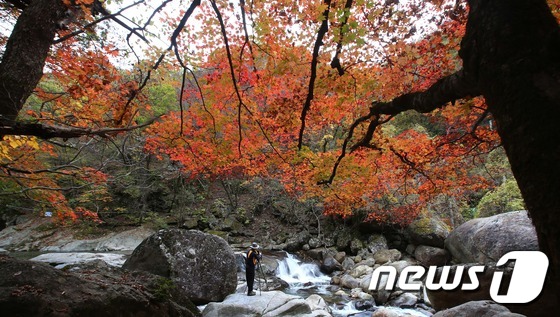 (서울=뉴스1) 추연화 기자 = 26일 경남 함양군 마천면 추성리 칠선계곡에서 한 사진작가가 곱게 물든 오색단풍을 카메라에 담고 있다.지리산 칠선계곡은 우리나라 3대 계곡 중 하나 …