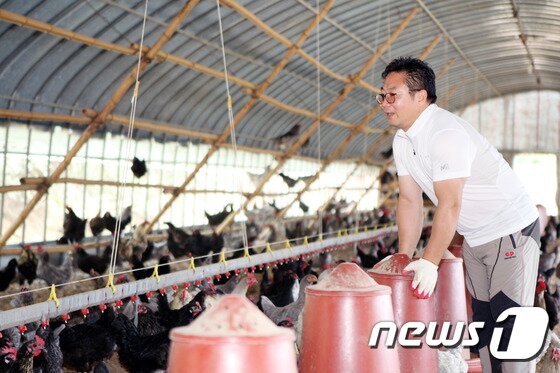 본문 이미지 - 고향인 경북 문경으로 귀농한 뒤 청계닭과 계란으로 성공 신화를 쓰고 있는 엄재성씨. 2016.10.13/뉴스1 ⓒ News1