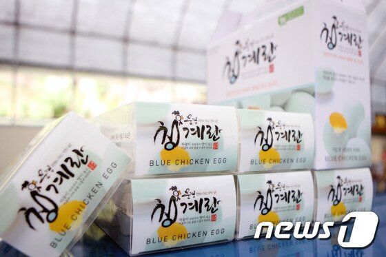 본문 이미지 - 고향인 경북 문경으로 귀농한 뒤 청계닭과 계란으로 성공 신화를 쓰고 있는 엄재성씨가 생산한 청계란. 2016.10.13/뉴스1ⓒ News1