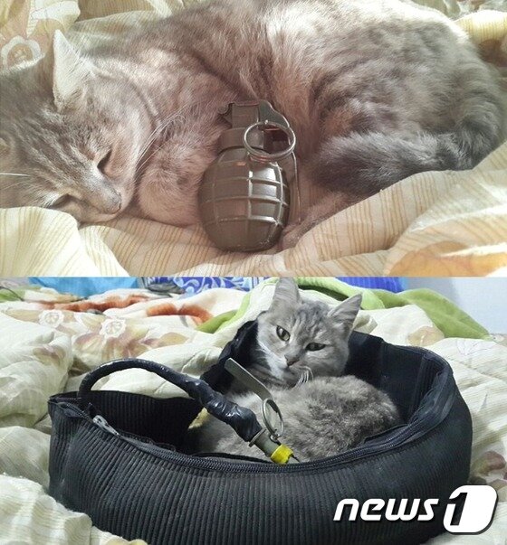 본문 이미지 - 극단주의 무장단체 이슬람국가(IS) 조직원이 고양이의 옆에 폭탄을 놓은 모습.(사진 트위터)ⓒ News1