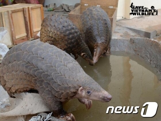 본문 이미지 - 천산갑(사진 세이브 베트남 와일드라이프  페이스북)ⓒ News1